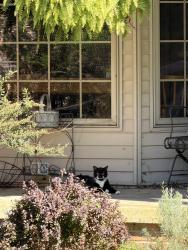 Found/Stray Unknown Cat last seen Crooked Lake between Dorr and Edgewood Shores, Howell, MI 48843