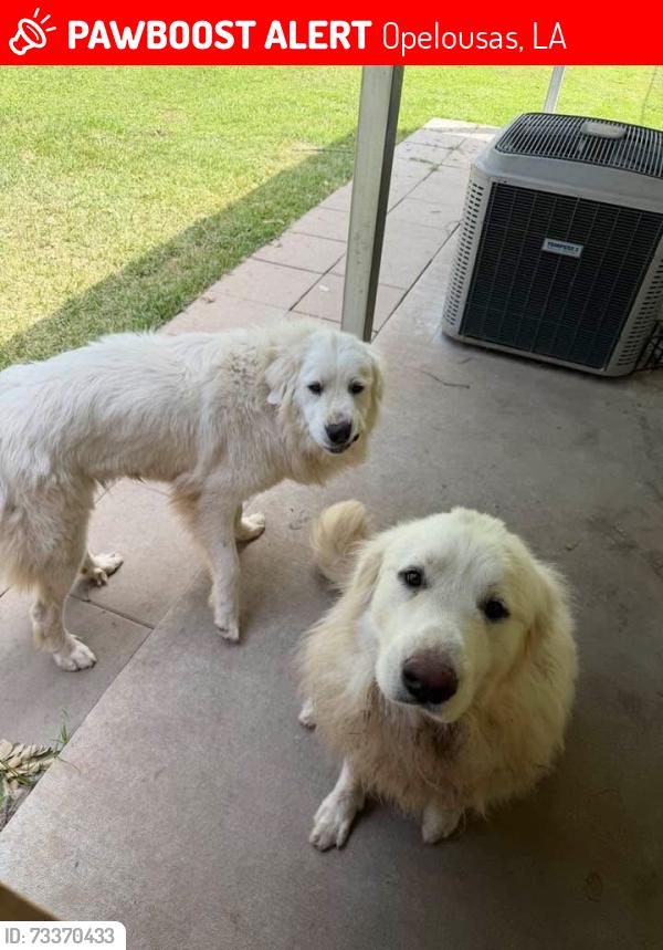 Lost Male Dog last seen Riverbich, Opelousas, LA 70570