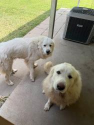Lost Male Dog last seen Riverbich, Opelousas, LA 70570