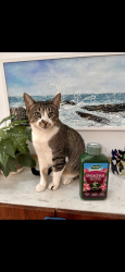 Lost Male Cat last seen Glebe hse Kilclief, Newry, Mourne and Down, Northern Ireland BT30 7NZ