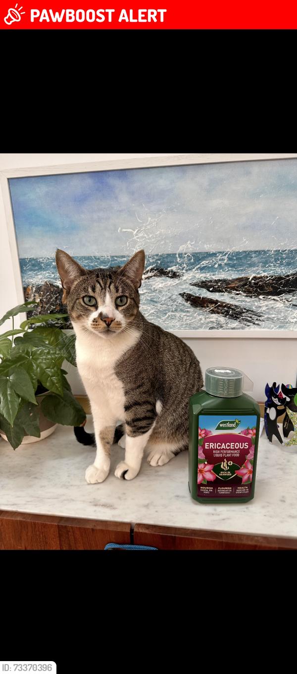 Lost Male Cat last seen Glebe hse Kilclief, Newry, Mourne and Down, Northern Ireland BT30 7NZ
