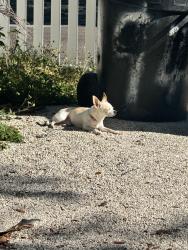 Lost Male Dog last seen MLK & 11th Ave s, St. Petersburg, FL 33705