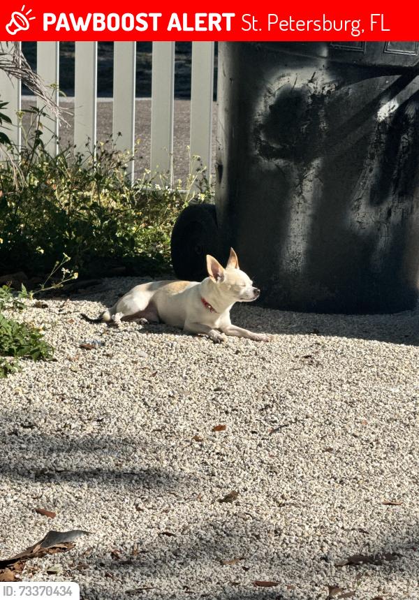 Lost Male Dog last seen MLK & 11th Ave s, St. Petersburg, FL 33705