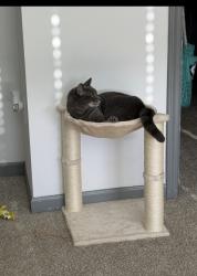Lost Male Cat last seen Gandy Blvd, St. Petersburg, FL 33702