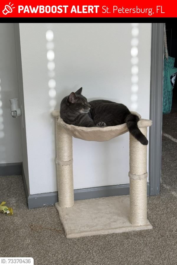 Lost Male Cat last seen Gandy Blvd, St. Petersburg, FL 33702