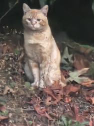 Found/Stray Unknown Cat last seen Cul de sac at end of 110a street, close to 148st., Surrey, BC V3R 2B8