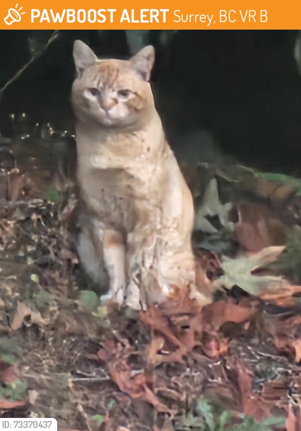 Found/Stray Unknown Cat last seen Cul de sac at end of 110a street, close to 148st., Surrey, BC V3R 2B8