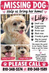 Lost Female Dog last seen Oak rd near Coldwater and Clark rd, Davison, MI 48423