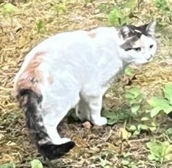 Found/Stray Female Cat last seen Donna Place, Cary, NC 27511
