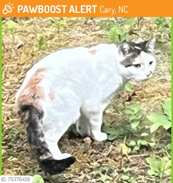 Found/Stray Female Cat last seen Donna Place, Cary, NC 27511