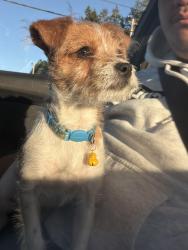Reunited Male Dog last seen Near SE Francis Ave Gresham, OR 97080 United States, Gresham, OR 97080