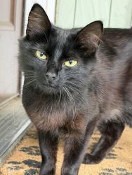 Found/Stray Female Cat last seen 9th Ave SW and Henderson, Seattle, WA 98106