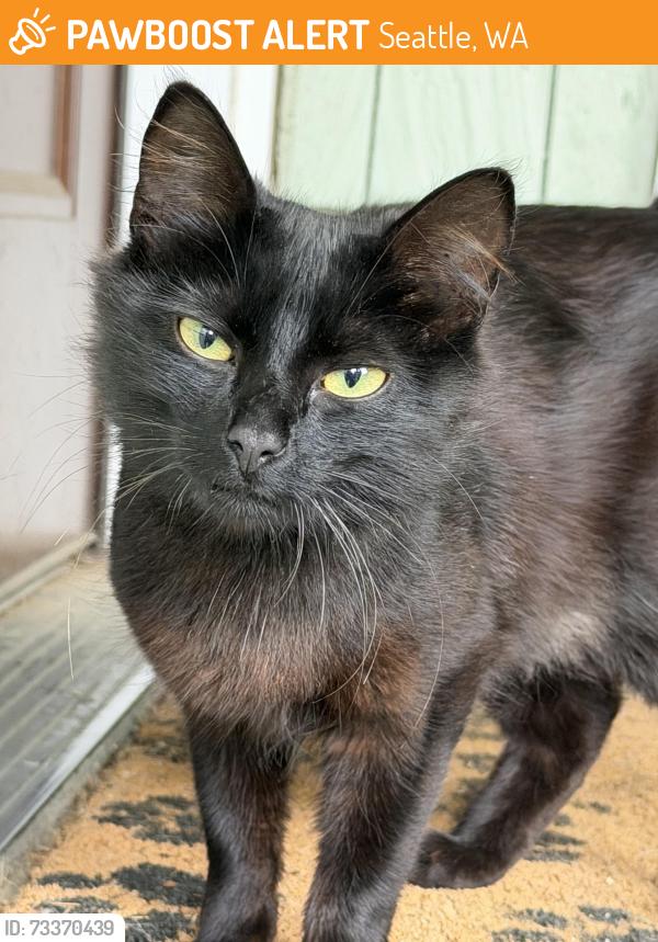 Found/Stray Female Cat last seen 9th Ave SW and Henderson, Seattle, WA 98106