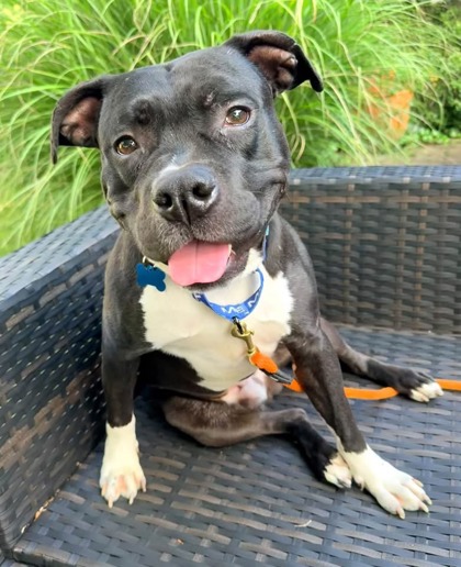 Shelter Stray Male Dog last seen Near Brendan ave, 21213, MD, 2490 Giles Rd, Baltimore, MD 21225, USA