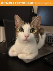 Shelter Stray Female Cat last seen N Luzerne Ave near Patterson Park, 21224, MD, 2490 Giles Rd, Baltimore, MD 21225, USA