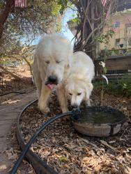 Reunited Unknown Dog last seen Independence Way, Vista, CA 92084