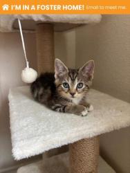 Shelter Stray Female Cat last seen N Luzerne Ave near Patterson Park, 21224, MD, 2490 Giles Rd, Baltimore, MD 21225, USA