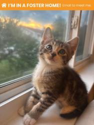 Shelter Stray Male Cat last seen N Luzerne Ave near Patterson Park, 21224, MD, 2490 Giles Rd, Baltimore, MD 21225, USA