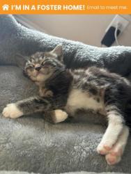 Shelter Stray Female Cat last seen N Luzerne Ave near Patterson Park, 21224, MD, 2490 Giles Rd, Baltimore, MD 21225, USA