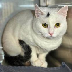 Shelter Stray Female Cat last seen Near Spooler Court, County/Unicorporated, NC, 1491 Business Park Ct, Gastonia, NC 28052, USA