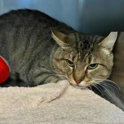 Shelter Stray Male Cat last seen Near Loafers Glory Trail, County/Unicorporated, NC, 1491 Business Park Ct, Gastonia, NC 28052, USA