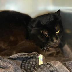 Shelter Stray Male Cat last seen Near Spooler Ct, Gastonia, NC, 1491 Business Park Ct, Gastonia, NC 28052, USA