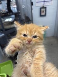 Shelter Stray Male Cat last seen Near Luke ct, New Bern,, 1639 Old Airport Rd, New Bern, NC 28562, USA