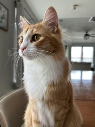 Reunited Male Cat last seen Near Legacy Pines Dr. Spring tx 77386, Spring, TX 77386