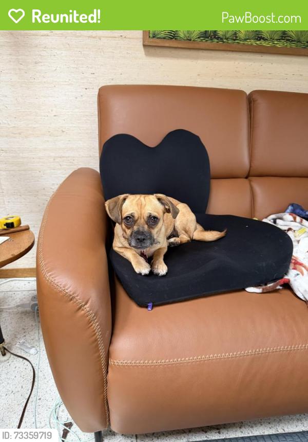 Reunited Female Dog last seen Belle cue between Colima and midway, San Diego, CA 92037