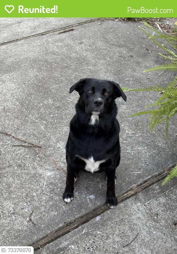 Reunited Female Dog last seen Stillhouse Rd & Stagecoach Rd, Millstone Township, NJ 08510