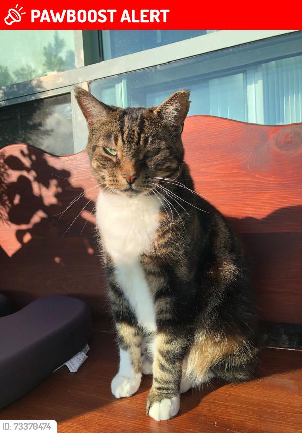 Lost Male Cat last seen Hilda ave/Hightbury crescent, Chatham-Kent, ON N8A 4T2
