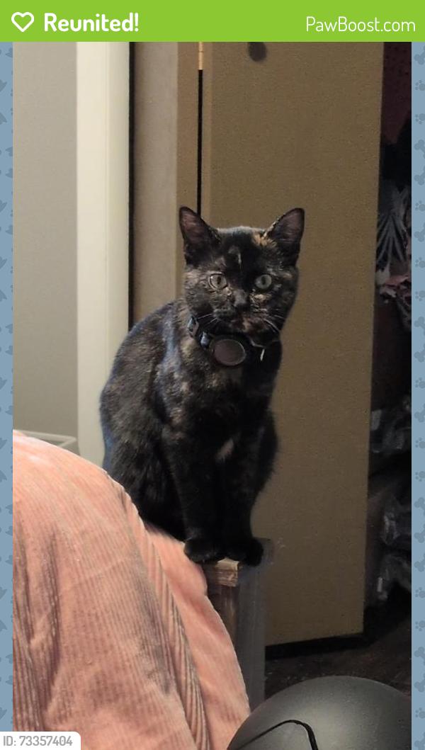 Reunited Female Cat last seen Rosetta dr chesterland ohio, Chesterland, OH 44026