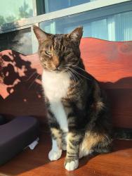 Lost Male Cat last seen Hilda ave/Hightbury crescent, Chatham-Kent, ON N8A 4T2