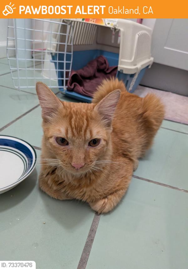 Found/Stray Male Cat last seen 22nd street, Oakland, CA 94612