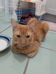 Found/Stray Male Cat last seen 22nd street, Oakland, CA 94612