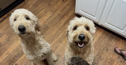 Lost Female Dog last seen Farrs bridge and albatross, Pickens County, SC 29640