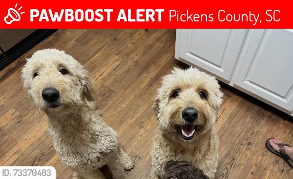 Lost Female Dog last seen Farrs bridge and albatross, Pickens County, SC 29640