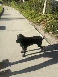 Found/Stray Female Dog last seen Vista Del Verde/Stephenson, Coto de Caza, CA 92679