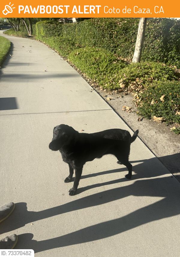 Found/Stray Female Dog last seen Vista Del Verde/Stephenson, Coto de Caza, CA 92679