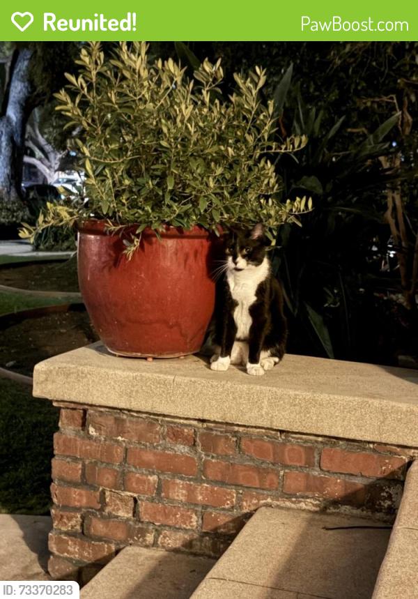 Reunited Unknown Cat last seen Alhambra Road, Alhambra, CA 91030