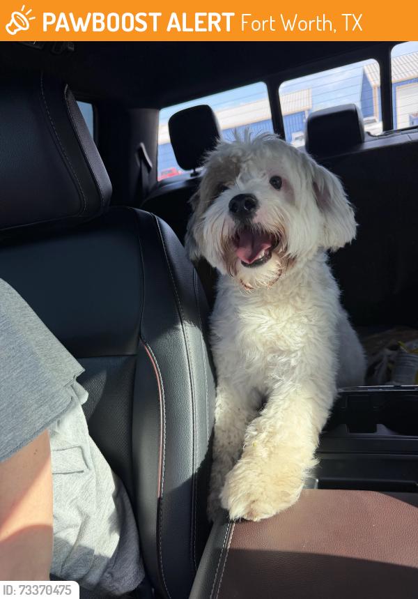 Found/Stray Male Dog last seen Kennedale New Hope Road and Price RD - Kennedale TX, Fort Worth, TX 76140