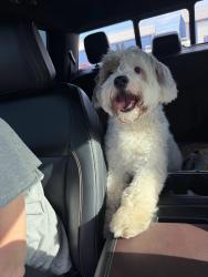 Found/Stray Male Dog last seen Kennedale New Hope Road and Price RD - Kennedale TX, Fort Worth, TX 76140