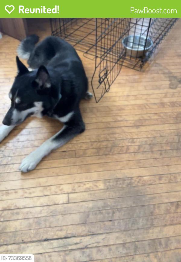 Reunited Male Dog last seen I-80, Joliet, IL 60436