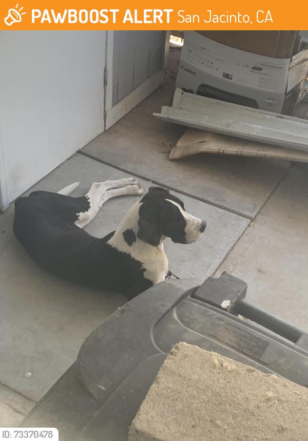 Found/Stray Male Dog last seen Near state street- at Country Lake mobile home park, San Jacinto, CA 92583