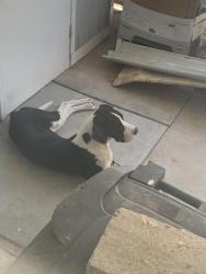 Found/Stray Male Dog last seen Near state street- at Country Lake mobile home park, San Jacinto, CA 92583