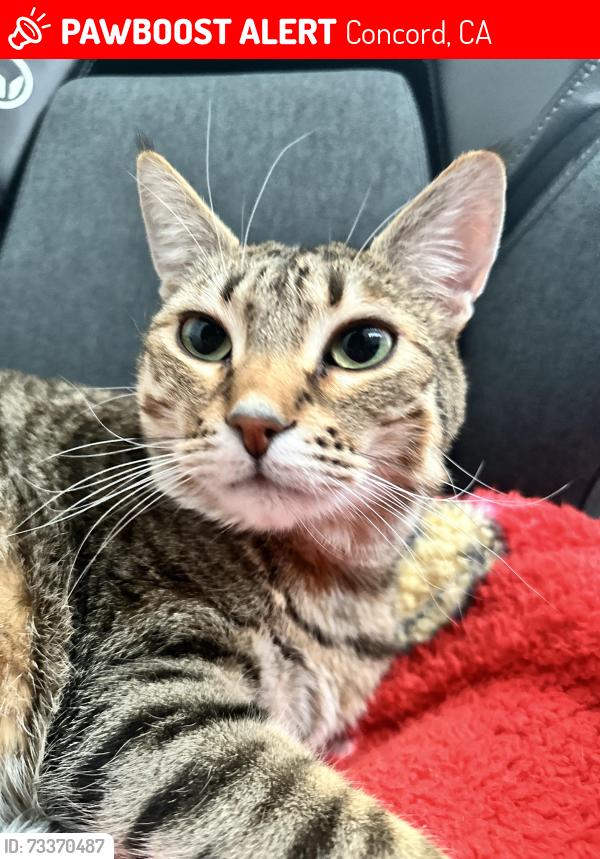Lost Male Cat last seen Ygnacio, Concord, CA 94521