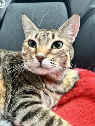 Lost Male Cat last seen Ygnacio, Concord, CA 94521