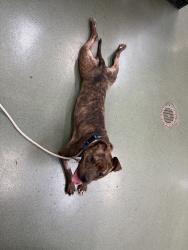 Shelter Stray Female Dog last seen Eastchester Road, BRONX, NY, 10461, 326 E 110th St, New York, NY 10029, USA