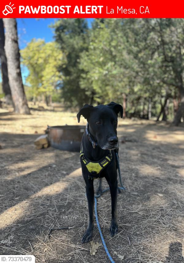 Lost Male Dog last seen Melody Ln, La Mesa, CA 91942