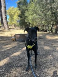 Lost Male Dog last seen Melody Ln, La Mesa, CA 91942